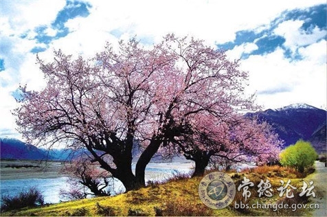 灵芝桃花之旅