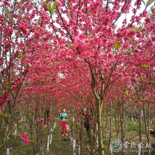 触屏版