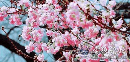 触屏版