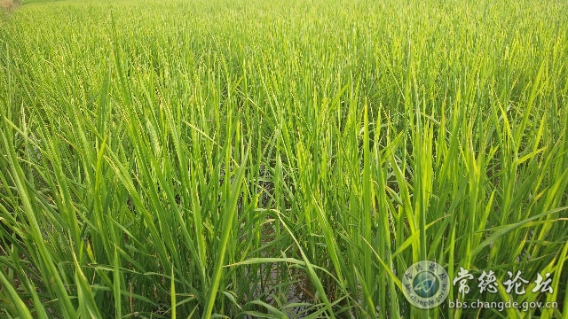 触屏版