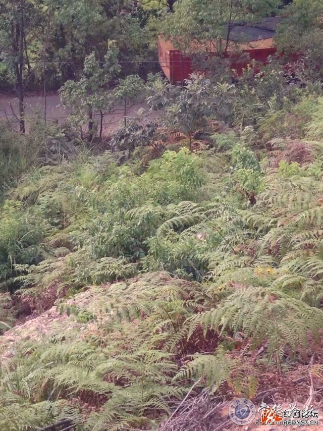 触屏版