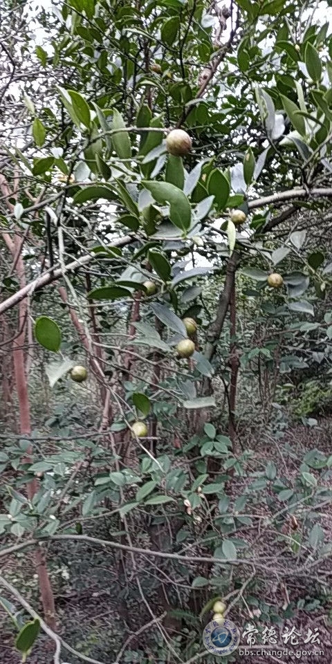 触屏版
