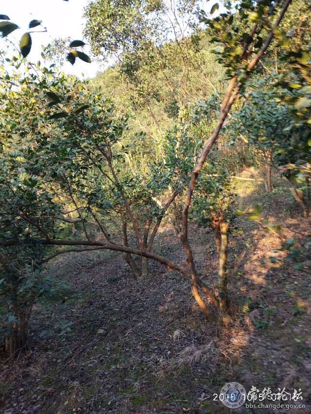 触屏版