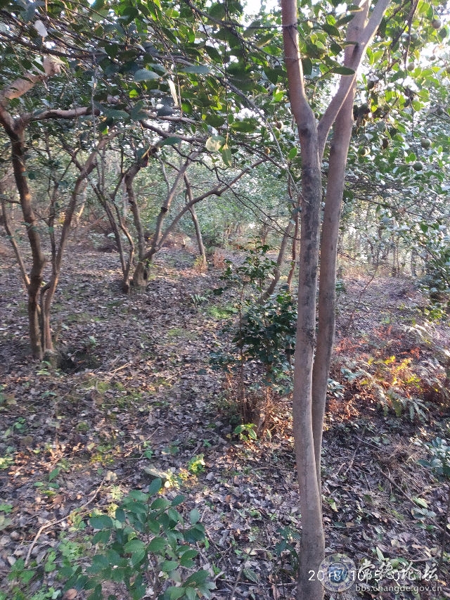 触屏版
