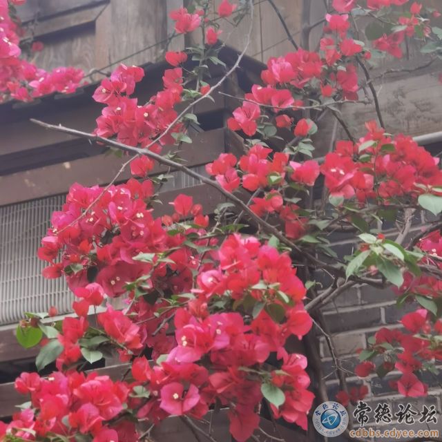 触屏版