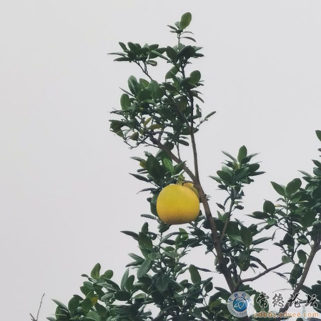 点击查看原图 触屏版