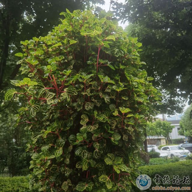 触屏版