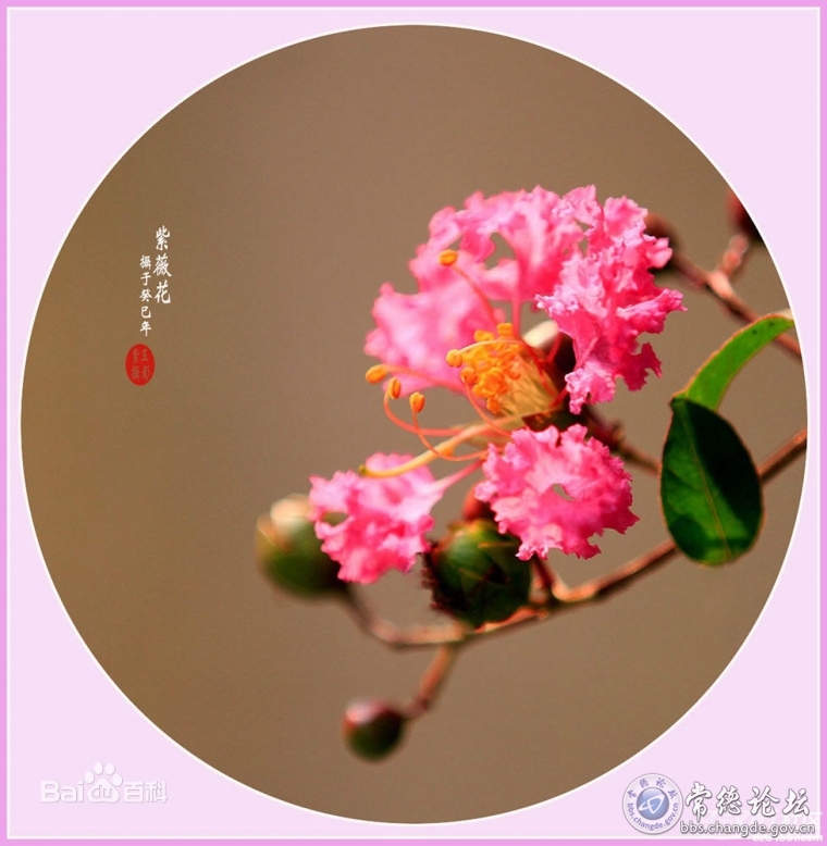紫薇花
