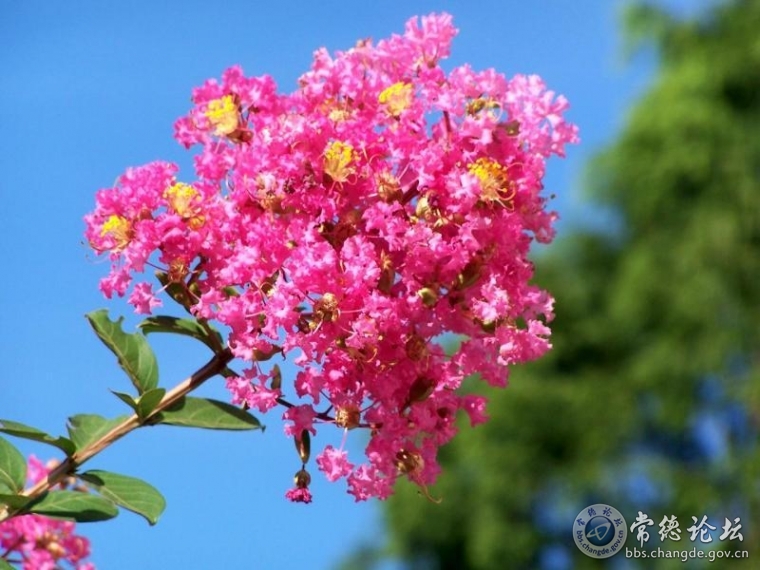 紫薇花