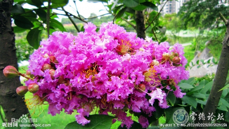 紫薇花