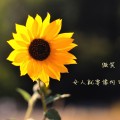 阳光001